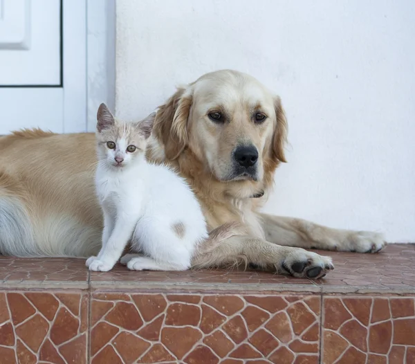 Katze und Golden Retriever — Stockfoto