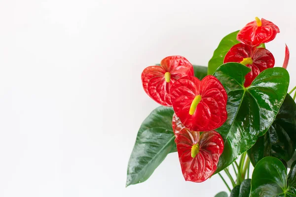 Anthurium flower is a heart-shaped on white background. — Stock Photo, Image