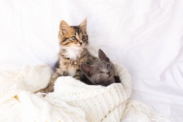 Dois pequenos gatinhos no lenço de malha branco. — Fotografia de Stock