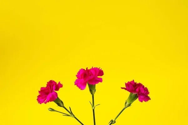 Pink carnation flowers on yellow backgraund. top view