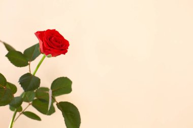 Aydınlık arkaplanda güzel kırmızı bir gül. Minimalizm