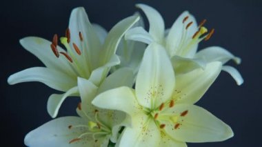 Güzel beyaz zambak çiçekleri siyah arka planda çiçek açıyor,