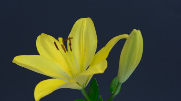 Güzel sarı zambak çiçekleri siyah arka planda çiçek açıyor, — Stok video
