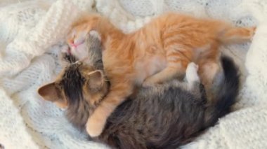 Zencefil ve gri kedi yavruları beyaz örgü ekoseyle birlikte oynuyorlar. Sağlıklı sevimli evcil hayvanlar. Kediler