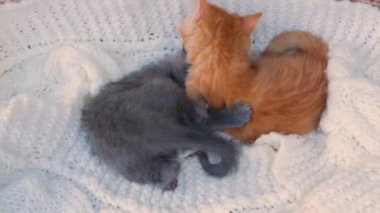 Zencefil ve gri kedi yavruları beyaz örgü ekoseyle birlikte oynuyorlar. Sağlıklı sevimli evcil hayvanlar. Kediler