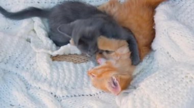 Zencefil ve gri kedi yavruları beyaz örgü ekoseyle birlikte oynuyorlar. Sağlıklı sevimli evcil hayvanlar. Kediler