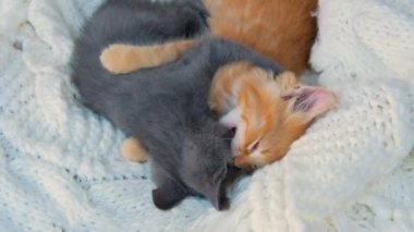 Zencefil ve gri kedi yavruları beyaz örgü ekoseyle birlikte oynuyorlar. Sağlıklı sevimli evcil hayvanlar. Kediler