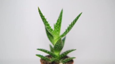 Küçük ev Kalanchoe beyaz sırtlı. Bir çember içinde dönerek.