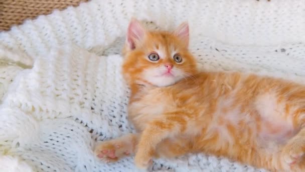 Ginger playful kitten playing on white knitted plaid. — Stock Video