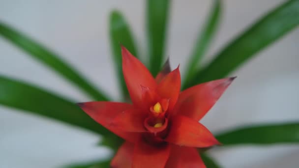 Όμορφη Guzmania, λουλούδι Bromeliad. Κόκκινο λουλούδι, — Αρχείο Βίντεο
