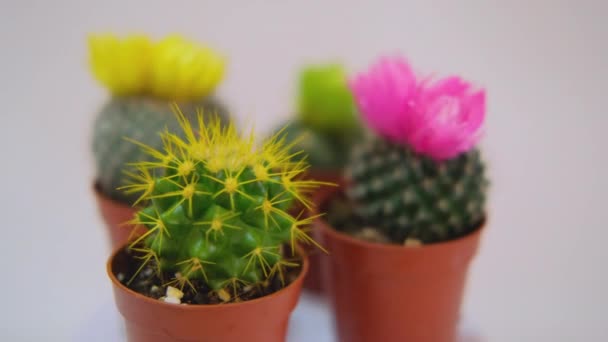 Petits cactus à fleurs domestiques. Gros plan sur la floraison du cactus. — Video