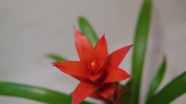 Güzel Guzman, Bromeliad çiçeği. Kırmızı çiçek,