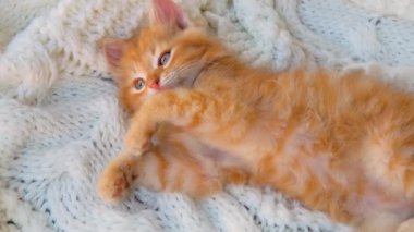 Zencefilli kedi yavrusu beyaz örülmüş ekoseyle oynuyor.