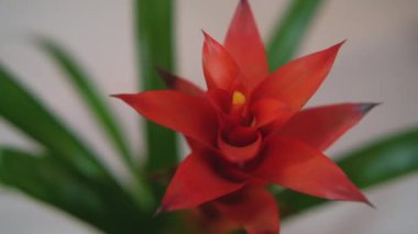 Güzel Guzman, Bromeliad çiçeği. Kırmızı çiçek,