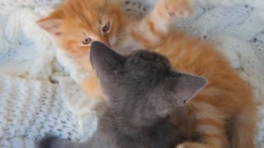 Zencefil ve gri kedi yavruları beyaz örgü ekoseyle birlikte oynuyorlar. Sağlıklı sevimli evcil hayvanlar. Kediler