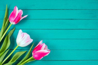 Mavi ahşap arka planda bir buket renkli lale..