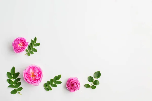 Pembe gül çiçekleri ve beyaz arkaplanda yeşil yapraklar.