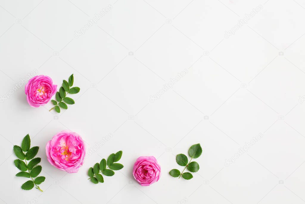 Pink rose flowers and green leaves on white background.