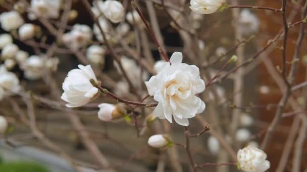 Vit vår magnolia blommor blommar utomhus i vår trädgård. — Stockvideo