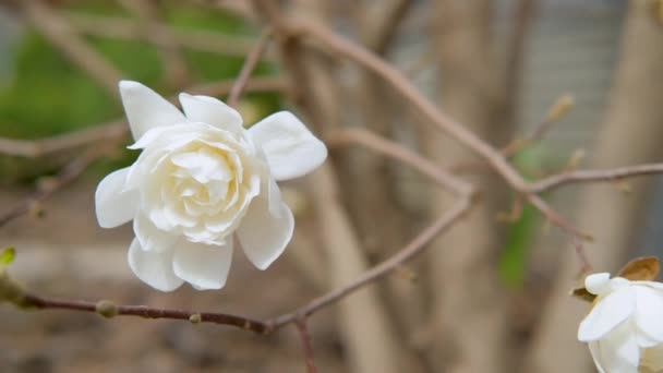 Белые весенние цветы магнолии цветут на открытом воздухе в весеннем саду. — стоковое видео