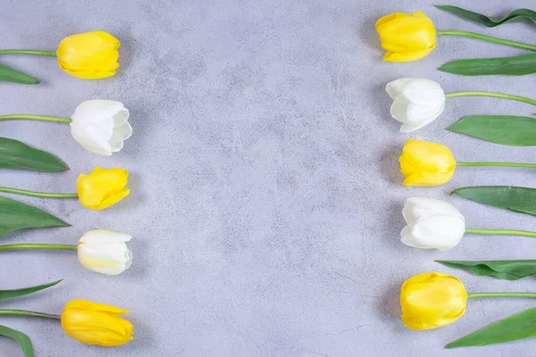 Frame of White and yellow tulips flowers on grey background.