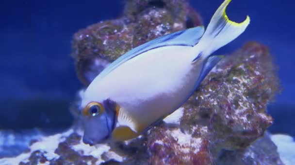 Yellowmask surgeonfish, Acanthurus mata swimming out — Stock Video