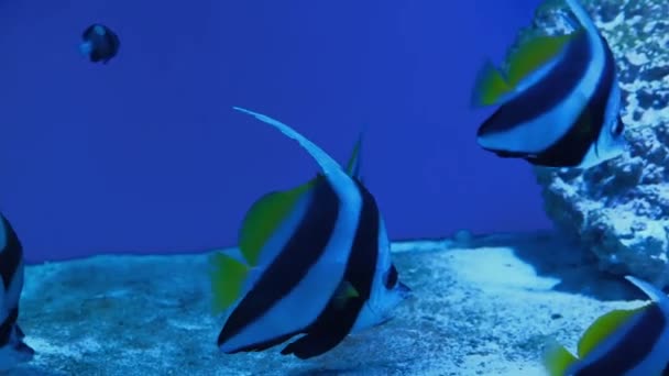 Pterophyllum scalare, black and white stripes and yellow fins. — Stock Video