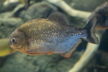 Piranalar akvaryuma yaklaşın. Pygocentrus nattereri.