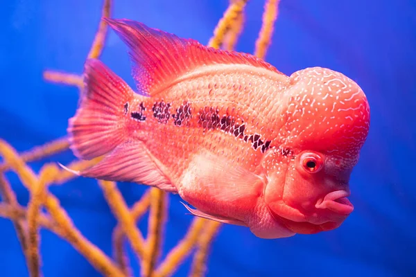 Flor de peces cuerno contra el fondo de los corales en el acuario — Foto de Stock