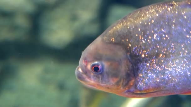 Piranha d'eau douce prédatrice nageant dans l'aquarium. — Video