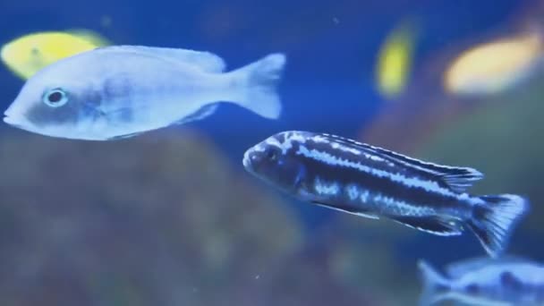 Cichlid nebo Cichlidae modré tropické ryby v akváriu. — Stock video