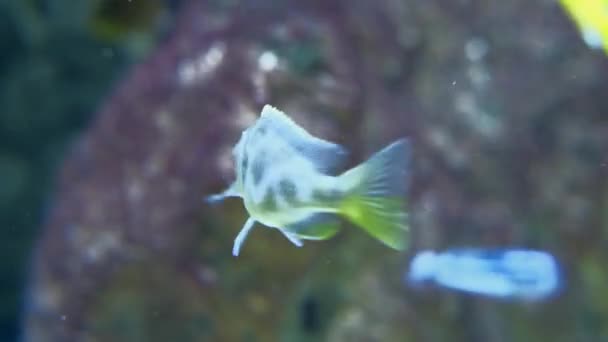 Akvaryumda yüzen tropikal balıklar, — Stok video