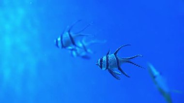 Pterapogon kauderni akvaryumdaki küçük tropikal kardinalbalığıdır.