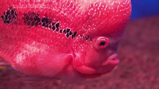 水族館のサンゴを背景にした花角魚 — ストック動画