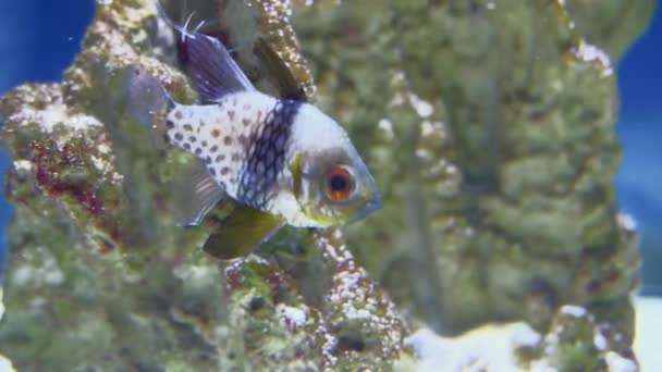 Two Silverspots squirrelfish, holocentridae in aquarium , close up. — стокове відео