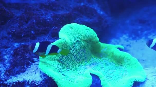 Amphiprion clarkii klaun výstřel plavání — Stock video