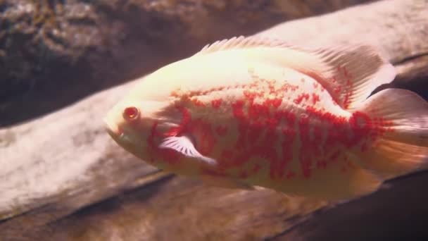 Malawi Cichlid peces tropicales nadando en el acuario, — Vídeos de Stock