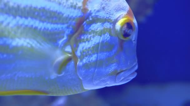 Symphorichthys Spilurus, Blue-Lined Sea Bream swimming in oceanarium — Stock Video