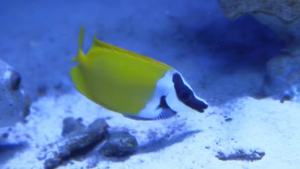 竜の鼻蝶の魚,海洋生物資源ジーンバンク. — ストック動画