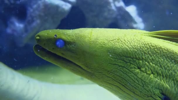 Okyanusun derinliklerinde yeşil moray yılanbalığı — Stok video