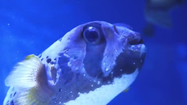 Diodon liturosus, Black blotched porcupinefish — Stock Video