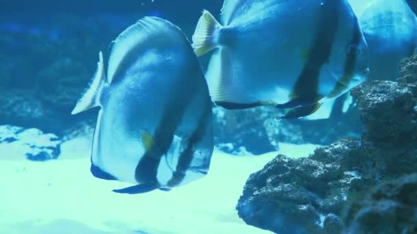 Orbikulär batfisk, Platax orbicularis simmar i oceanarium. — Stockvideo