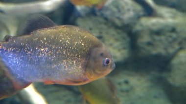 Akvaryumda yüzen yırtıcı tatlı su piranha balığı..