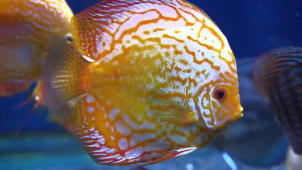 Colorido Symphysodon discus peces nadando en el acuario. — Vídeos de Stock