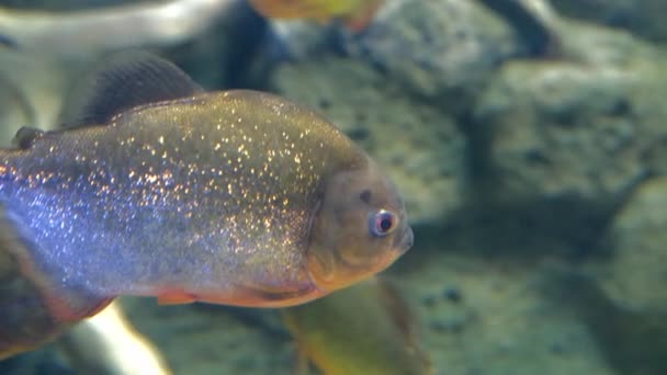 Predatory freshwater piranha fish swimming in the aquarium. — Stock Video