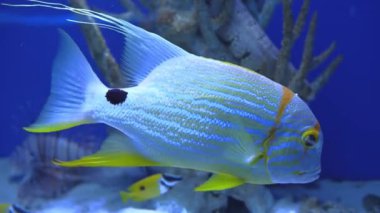 Symphorichthys Spilurus, Blue Lined Sea Bream okyanusta yüzüyor