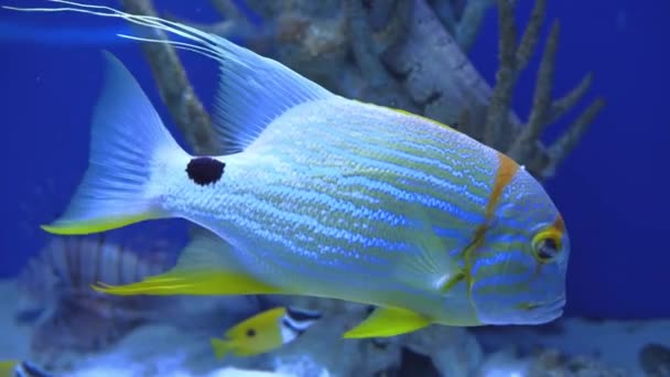 Symphorichthys Spilurus, dorada azul nadando en el oceanario — Vídeos de Stock