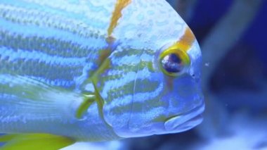 Symphorichthys Spilurus, Blue Lined Sea Bream okyanusta yüzüyor
