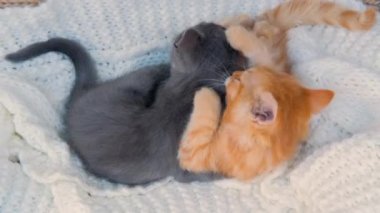 Zencefil ve gri kedi yavruları beyaz örgü ekoseyle birlikte oynuyorlar. Sağlıklı sevimli evcil hayvanlar. Kediler