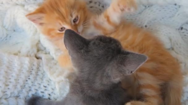 Джинджер и серые котята играют вместе на белой вязаной клетке. Здоровые очаровательные домашние животные. кошки — стоковое видео
